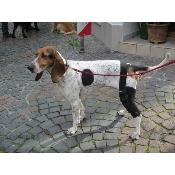 BENECURA® Kniebandage für Hunde → bei Kreuzbandriss
