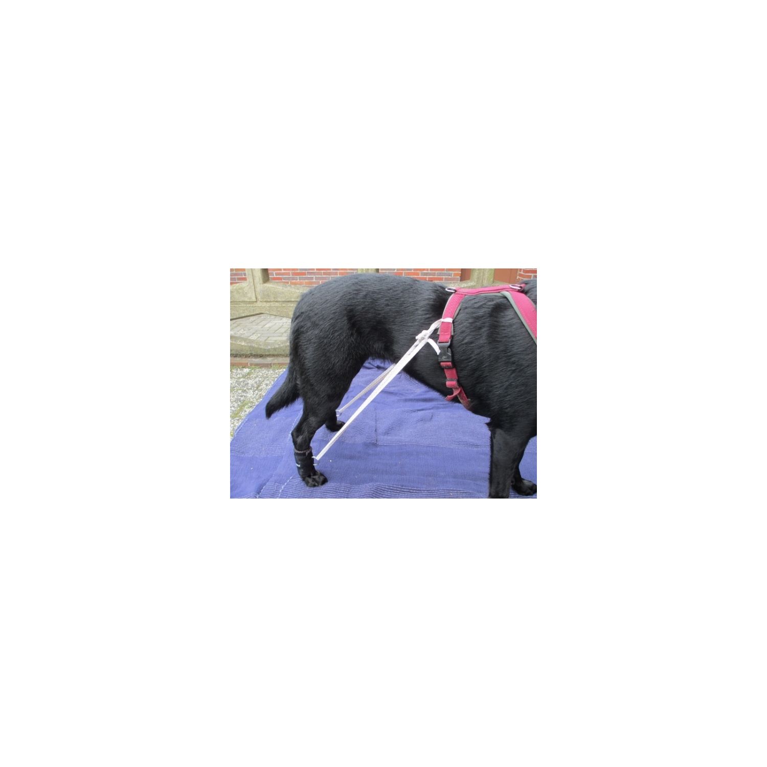 Benecura® Trainingsbandage für Hunde Grösse M CarePet